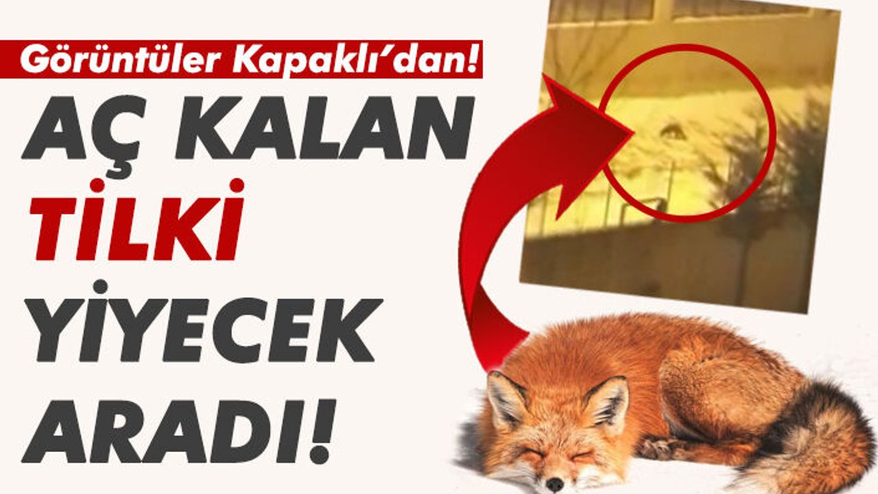Kapaklı'da aç kalan tilki şehre indi