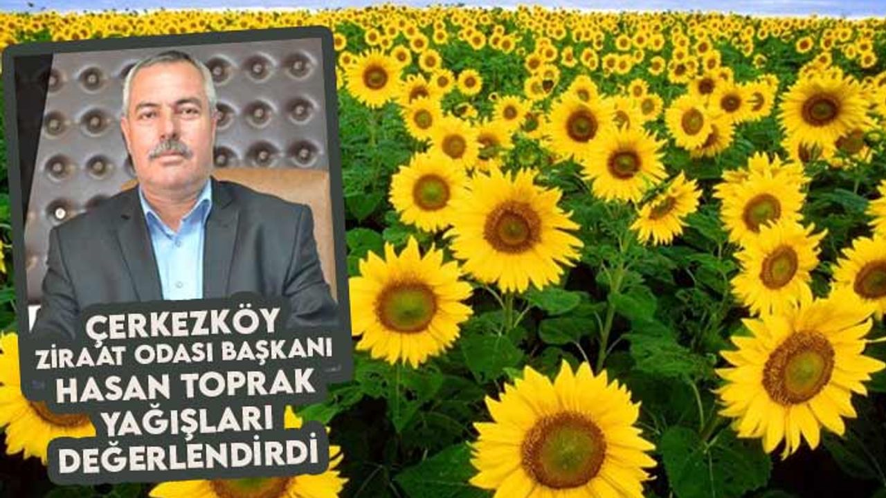 Ziraat Odası Başkanı Hasan Toprak: Yağışlar ayçiçeğine iyi geldi