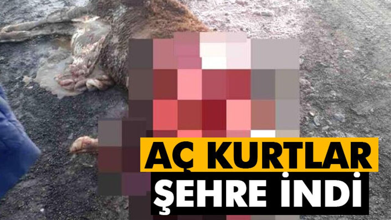 Aç kalan kurtlar ahırdaki hayvanları telef etti