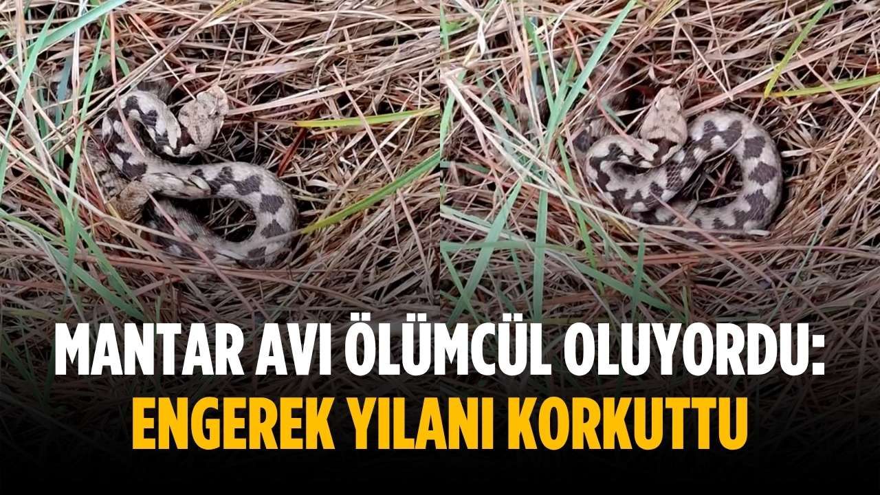 Mantar avı ölümcül oluyordu: Engerek yılanı korkuttu