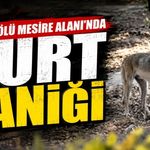 Kazakgölü Mesire Alanı’nda kurt paniği