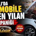 Kapaklı'da otomobile giren yılan paniği