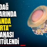 Tekirdağ açıklarında “sahanda yumurta” denizanası görüntülendi