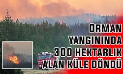 Orman yangınında 300 hektarlık alan küle döndü