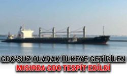 GDO’suz olarak getirilen mısırda GDO tespit edildi