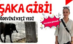 Şaka gibi! Ödevini keçi yedi: Kovduk gitmedi