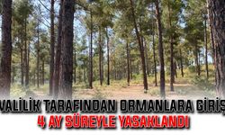 Valilik tarafından ormanlara giriş 4 ay süreyle yasaklandı