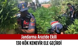 Jandarma arazide ekili 130 kök kenevir ele geçirdi