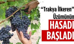 "Trakya İlkeren" üzümünün hasadı başladı