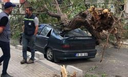 30 senelik akasya ağacı otomobilin üstüne devrildi