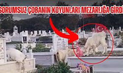 Sorumsuz çobanın koyunları mezarlığa girdi: Belki sahibi utanır