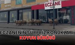 Eczanenin sürpriz konukları: Koyun sürüsü