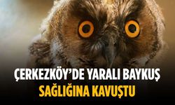 Çerkezköy’de yaralı baykuş sağlığına kavuştu