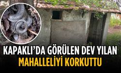 Kapaklı’da terk edilmiş gecekondu bahçesinde dev yılan paniği!