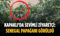 Kapaklı’da sevimli ziyaretçi: Senegal Papağanı görüldü