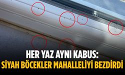 Her yaz aynı kabus: Siyah böcekler mahalleliyi bezdirdi