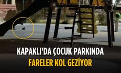 Kapaklı'da çocuk parkında fareler kol geziyor