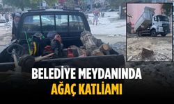 Belediye meydanında ağaç katliamı