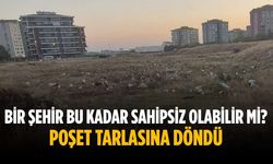 Bir şehir bu kadar sahipsiz olabilir mi? Poşet tarlasına döndü