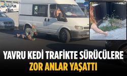 Yavru kedi trafikte sürücülere zor anlar yaşattı