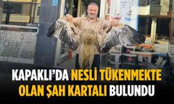 Kapaklı’da nesli tükenmekte olan Şah Kartalı bulundu