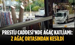 Prestij Caddesi’nde ağaç katliamı: 2 Ağaç ortasından kesildi