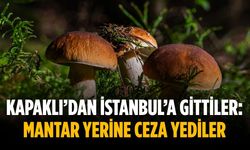 Kapaklı’dan İstanbul’a gittiler: Mantar yerine ceza yediler
