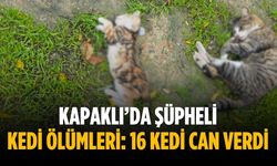 Kapaklı’da şüpheli kedi ölümleri: 16 kedi can verdi
