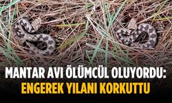 Mantar avı ölümcül oluyordu: Engerek yılanı korkuttu