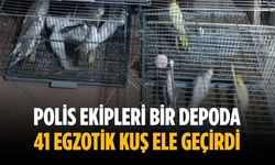 Polis ekipleri bir depoda 41 egzotik kuş ele geçirdi