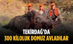 Tekirdağ’da 300 kiloluk domuz avladılar