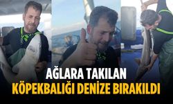 Ağlara takılan köpekbalığı denize bırakıldı