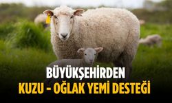 Büyükşehirden kuzu - oğlak yemi desteği