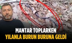 Mantar toplarken yılanla burun buruna geldi