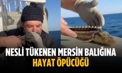 Nesli tükenen Mersin Balığına hayat öpücüğü
