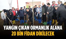 Yangın çıkan ormanlık alana 20 bin fidan dikilecek