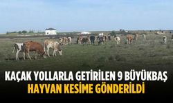Kaçak yollarla getirilen 9 büyükbaş hayvan kesime gönderildi