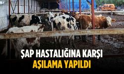 Şap hastalığına karşı aşılama yapıldı