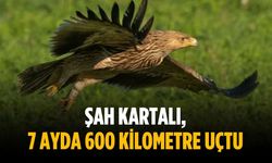 Şah Kartalı, 7 ayda 600 kilometre uçtu