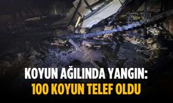 Koyun ağılında yangın: 100 koyun telef oldu