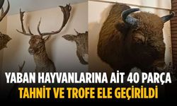 Yaban hayvanlarına ait 40 parça tahnit ve trofe ele geçirildi