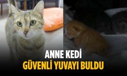 Anne kedi güvenli yuvayı buldu