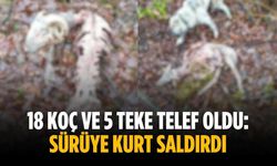 18 koç ve 5 teke telef oldu: Sürüye kurt saldırdı