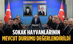 Sokak hayvanlarının mevcut durumu değerlendirildi