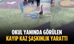 Okul yanında görülen kayıp kaz şaşkınlık yarattı