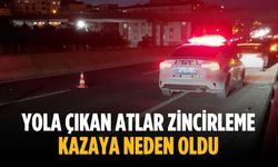 Yola çıkan atlar zincirleme kazaya neden oldu