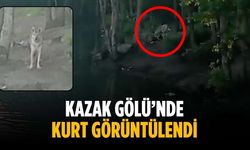 Kazak Gölü’nde kurt görüntülendi