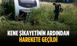 Kene şikayetinin ardından harekete geçildi