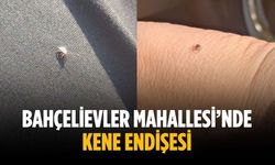 Bahçelievler Mahallesi’nde kene endişesi