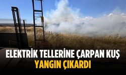 Elektrik tellerine çarpan kuş yangın çıkardı